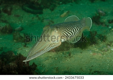 under water cuttle fish photo