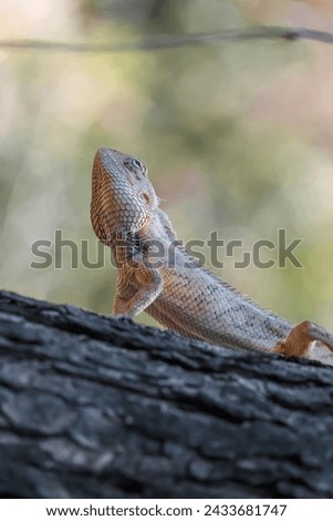 Close up picture of A Lizard  on tree's trunk , looking forward , looking beautiful .