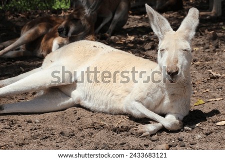 kangaroo in a zoo in australia