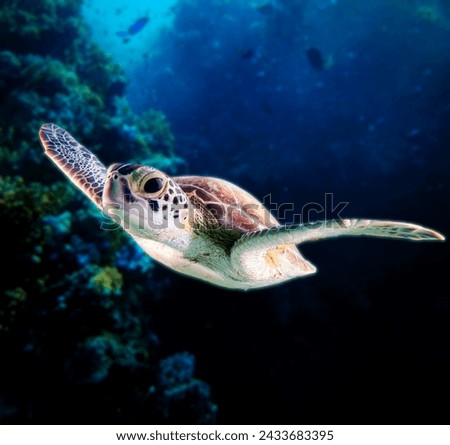 A picture of a turtle