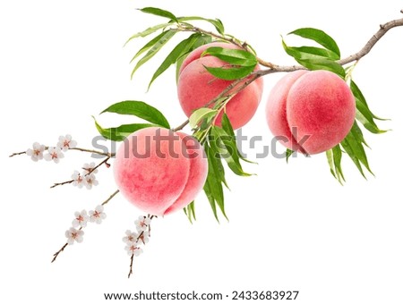 Bunch of White Peach fruit with leaf and peach blossom isolated on white background, Sweet White Peach fruit on a branch over white With work path. Royalty-Free Stock Photo #2433683927