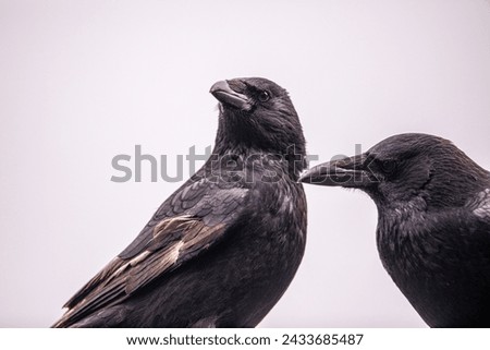 A pair of crows in black and white
