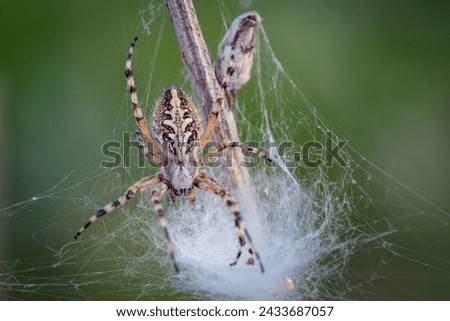 A garden spider captures prey in a web. Macro.