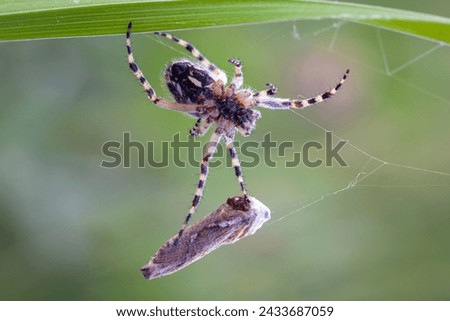 A garden spider captures prey in a web. Macro.