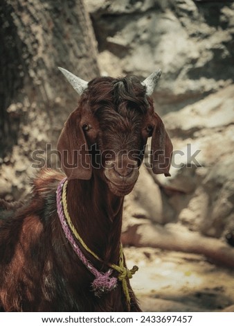 A brown goat looking at the camera , picture of goat from the front.