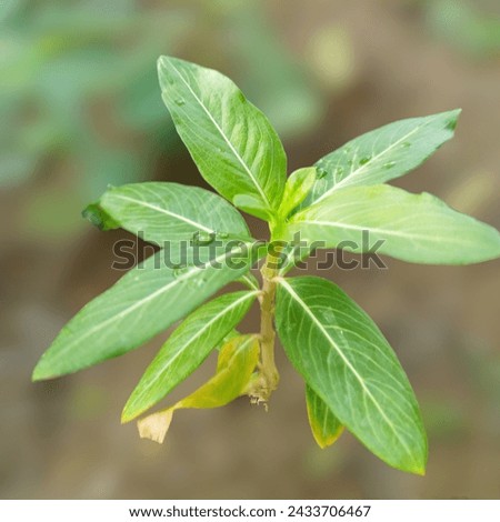 Blur background small flower plant seedling picture