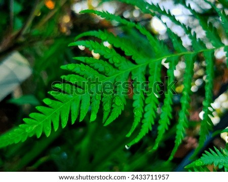 The ferns (Polypodiopsida or Polypodiophyta) are a group of vascular plants (plants with xylem and phloem) that reproduce via spores and have neither seeds nor flowers.