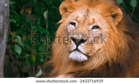 the lion on green background hd photo