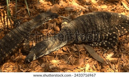 
two lace monitor rest hd photos Royalty-Free Stock Photo #2433716967