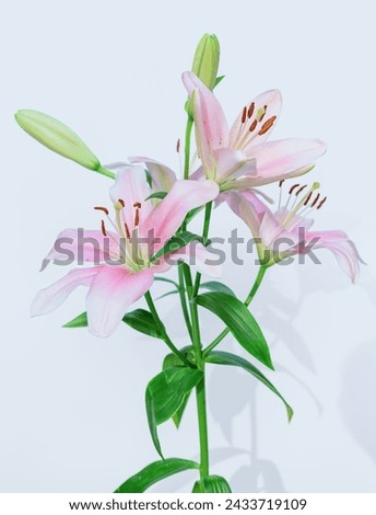 Lily plants are flowering plants that belong to the genus Lilium. They have bulbs that store nutrients and allow them to survive harsh conditions. They have long stems that bear narrow leaves and larg Royalty-Free Stock Photo #2433719109