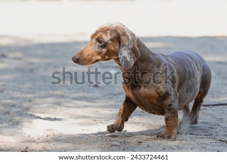 Cute smooth-haired dachshund close-up in summer on a walk