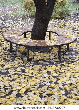 Round bench around a tree. Autumn landscape. Bench in the park