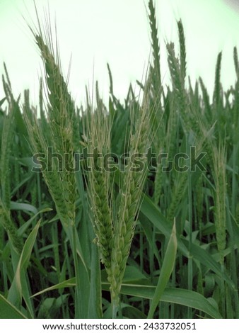 
Wheat picture 
This is a very good picture of wheat