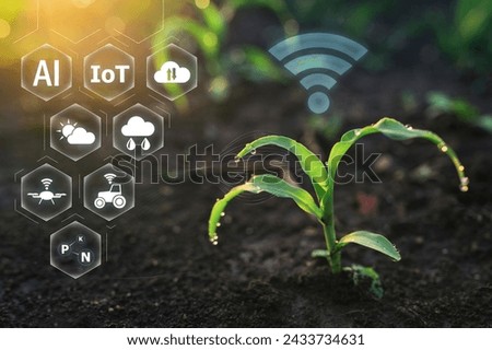 Farm agriculture AI digital technology, smart monitoring corn plant on plantation. Corn young sprout with sensors cyber display. Smart Farming and Agriculture Innovation Royalty-Free Stock Photo #2433734631