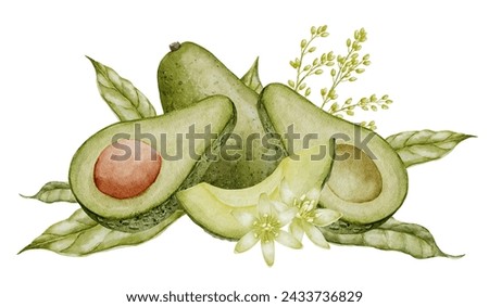 Avocado Watercolor illustration. Botanical drawing of Fruit with flower. Vegetable with leaves painting. Hand drawn clip art composition on isolated background. Vegan food for recipes and cookbooks.