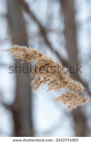 withered grass in early spring on the snow