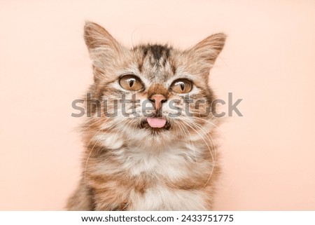 long-haired brown cat sticking out its tongue on a brown background. Close up portrait of maine coon cat sticking out tongue Royalty-Free Stock Photo #2433751775