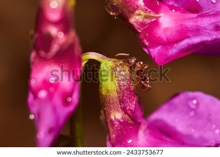 Small ginger ant on the bright purple petals of the vetchling plant. Fabulous view of nature close-up. Lathyrus vernus - spring vetchling, spring pea, or spring vetch plant Royalty-Free Stock Photo #2433753677