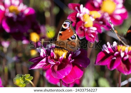Peacock butterfly on Dahlia in Holland