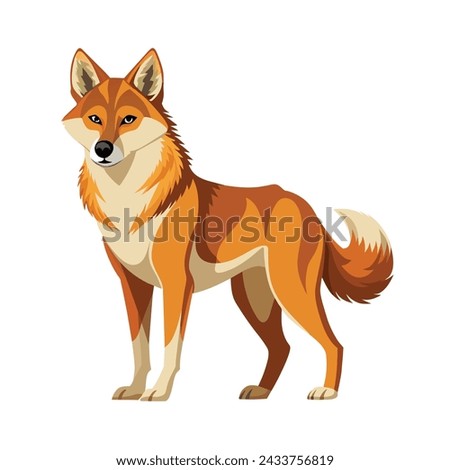 Dingo Illustration on White Background