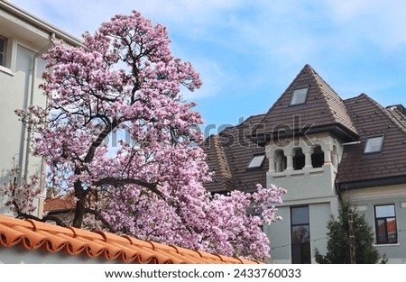 Blooming pink magnolias on the streets and in the courtyards of houses in Bucharest. Magnolia tree with pink flowers in the city of Bucharest. Blooming magnolias in spring in Romania.Harta Magnoliilor Royalty-Free Stock Photo #2433760033