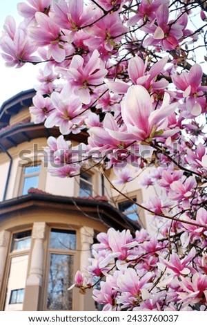 Blooming pink magnolias on the streets and in the courtyards of houses in Bucharest. Magnolia tree with pink flowers in the city of Bucharest. Blooming magnolias in spring in Romania.Harta Magnoliilor Royalty-Free Stock Photo #2433760037