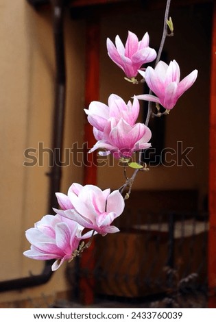 Blooming pink magnolias on the streets and in the courtyards of houses in Bucharest. Magnolia tree with pink flowers in the city of Bucharest. Blooming magnolias in spring in Romania.Harta Magnoliilor Royalty-Free Stock Photo #2433760039