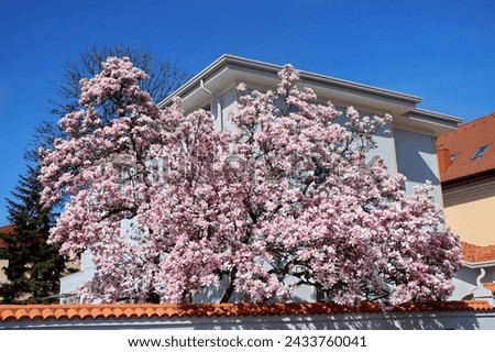 Blooming pink magnolias on the streets and in the courtyards of houses in Bucharest. Magnolia tree with pink flowers in the city of Bucharest. Blooming magnolias in spring in Romania.Harta Magnoliilor Royalty-Free Stock Photo #2433760041