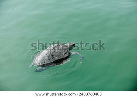 A picture of a big turtle swimming with only its face exposed was photographed from above
