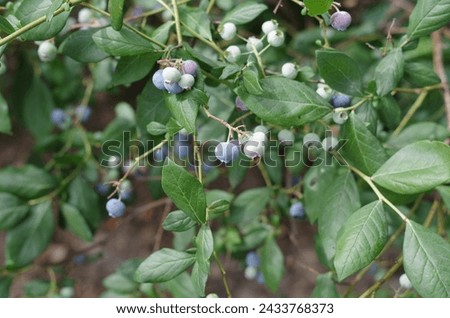The northern highbush blueberry (Vaccinium corymbosum) on a bush Royalty-Free Stock Photo #2433768373