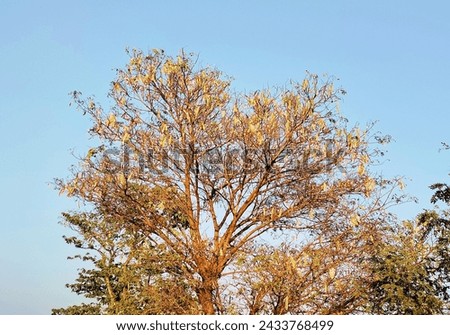 Rituraj is called spring.  Spring season is going on in present day Bangladesh.  At this time, all the leaves of the trees burst and grow new leaves.  This is a picture of a tree in Sunamganj district
