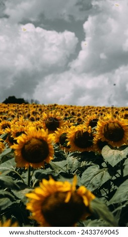 The picture shows a vast field of sunflowers in full bloom. Their bright yellow heads turn towards the sky, which is filled with puffy white clouds. 
