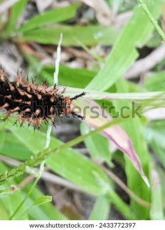 Caterpillars eating wild weed leaves, larval stage of a butterfly