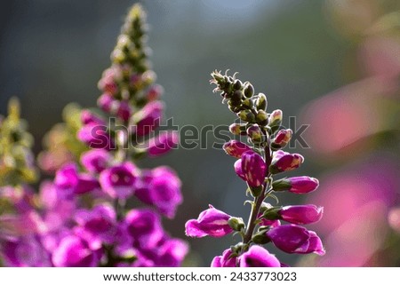 Close-up of Digitalis purpurea, the foxglove or common foxglove, in the garden. Pink flowers in the rural. Flower and plant. Royalty-Free Stock Photo #2433773023