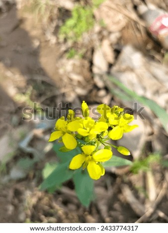 A close-up image of a bright yellow flower that stands out against a dry and rocky background, demonstrating the resilience and beauty of nature in harsh conditions. Royalty-Free Stock Photo #2433774317