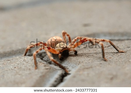 Selective Focus A large, red-haired, menacing-looking arachnid lay on the ground. See the amazing details of the spider. Royalty-Free Stock Photo #2433777331