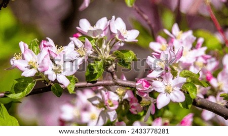 appletree blossom branch in the garden in spring
 Royalty-Free Stock Photo #2433778281