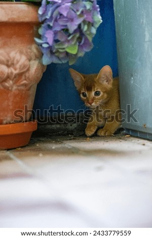 Abyssinian Kitten on the Balcony Royalty-Free Stock Photo #2433779559