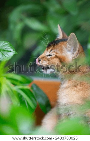 Abyssinian Kitten between Plants on the Balcony Royalty-Free Stock Photo #2433780025
