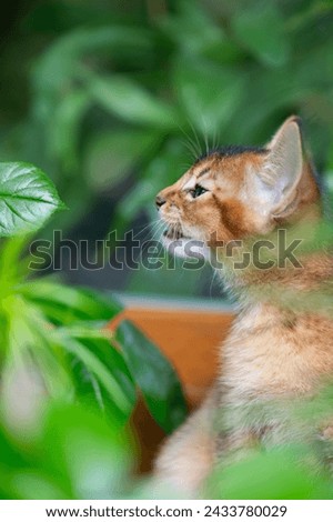 Abyssinian Kitten between Plants on the Balcony Royalty-Free Stock Photo #2433780029