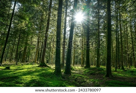 Sunlight in a green forest. Forest sunbeam. Ray of sunlight in forest green. Mossy forest sunbeam Royalty-Free Stock Photo #2433780097