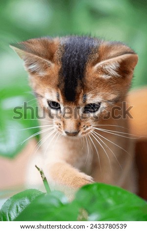 Curious Abyssinian Kitten on the Balcony Royalty-Free Stock Photo #2433780539