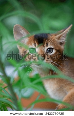 Portrait of an Abyssinian Kitten between Plants Royalty-Free Stock Photo #2433780925