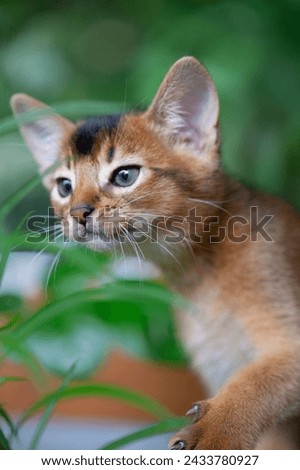 Portrait of an Abyssinian Kitten between Plants Royalty-Free Stock Photo #2433780927