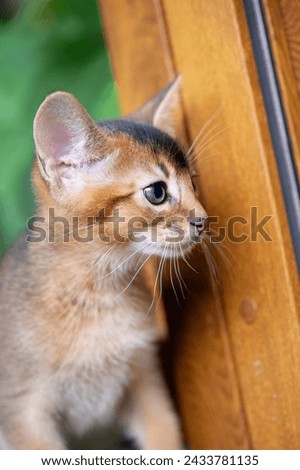 Abyssinian Kitten coming in from the Balcony Royalty-Free Stock Photo #2433781135