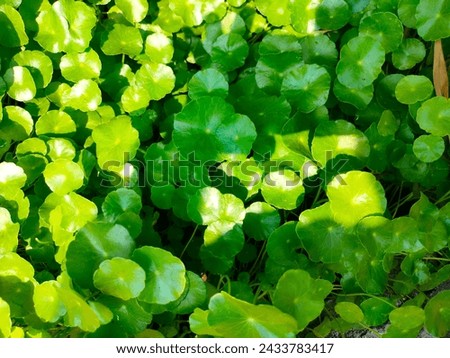 Stunning close-up of green leaves of Hydrocotyle Verticillata(Buce plant,Whorled pennywort) ultrahd hi-res jpg stock image photo picture selective focus horizontal background top or aerial ankle view 