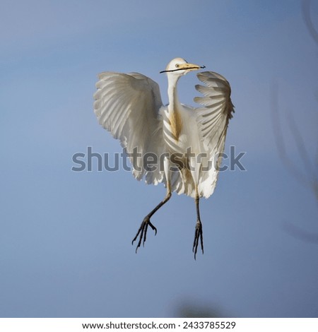 Cattle Egret flying towards its nest with a new stick.  Royalty-Free Stock Photo #2433785529