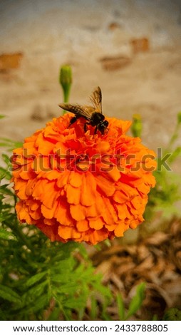 This is the picture of bee sucking nectar from a flower for making honey.This picture shows nature  in details very well.