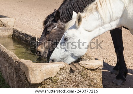 Two horses drinking out of a water trough