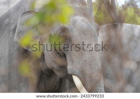 Portrait of asian elephant in the zoo